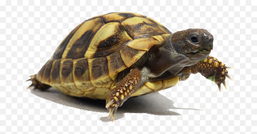 Russian Tortoise Diet - Turtle Crawling Png Emoji,Turtle Emoji Pillow
