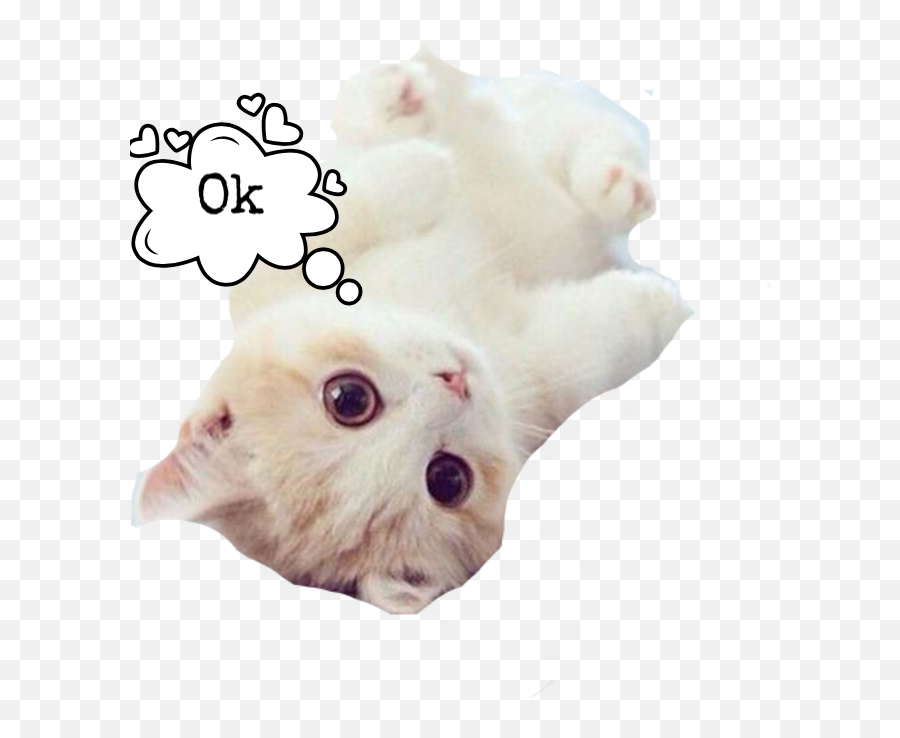 Cat Ok Sticker - Cat Emoji,Cat With Ok Emoji