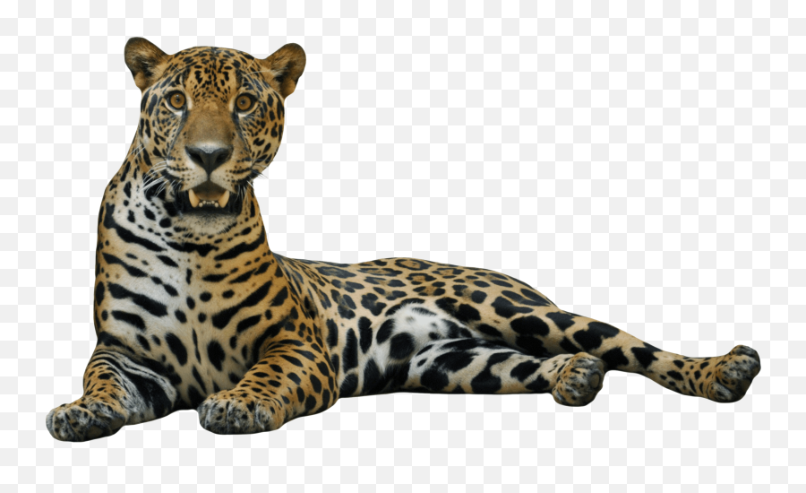 Jaguar Lying Down Transparent Png Stickpng - Jaguar Png Transparent Emoji,Lying Down Emoji