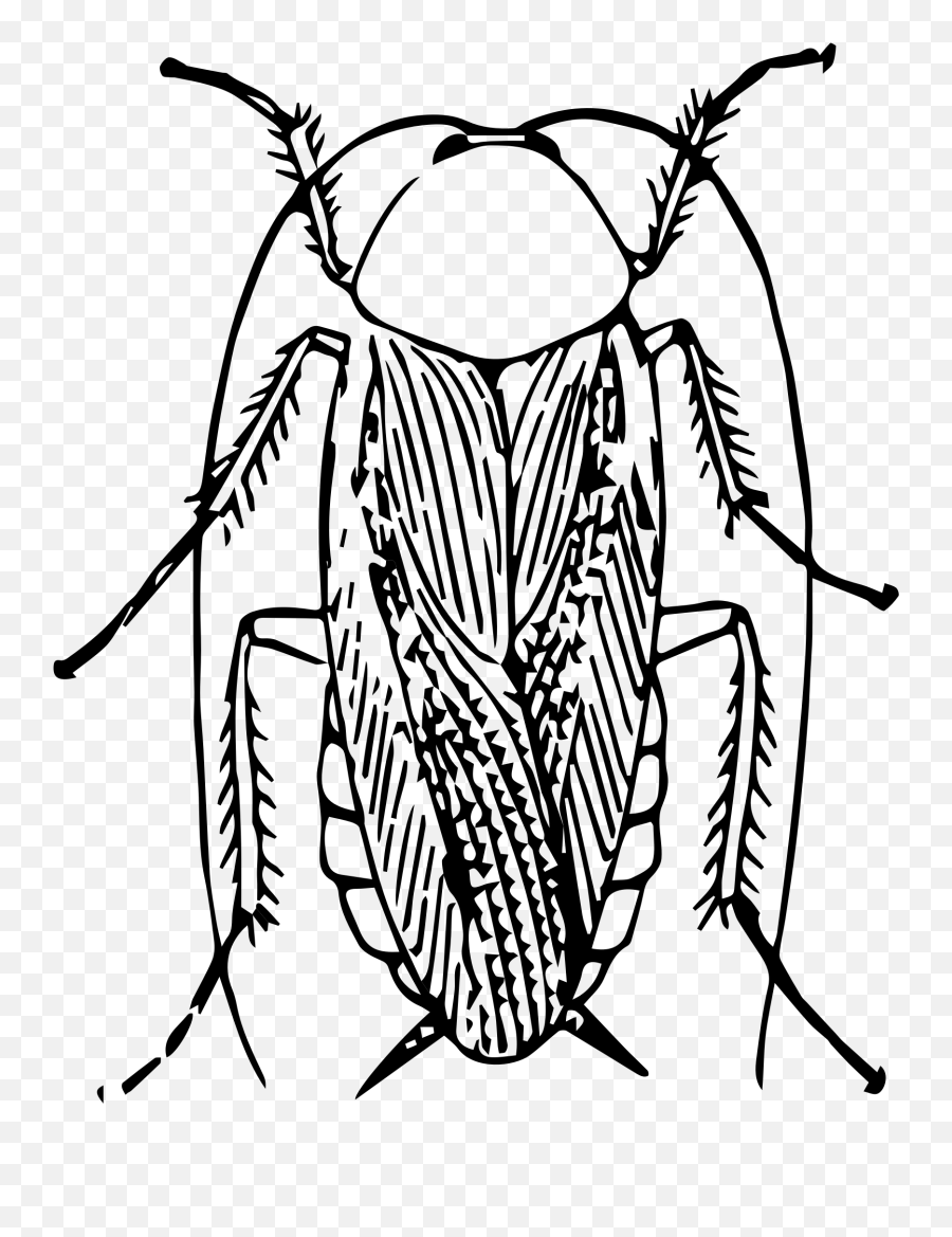 Roach Drawing Simple Picture - Cockroach Clipart Black And White Emoji,Roach Emoji
