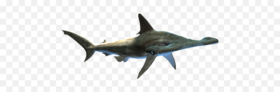 Free Shark Fish Illustrations - Sea Life Png Emoji,Shark Emoji