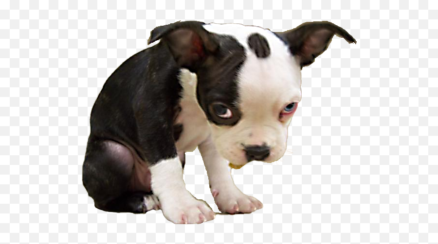 Download Hd Sad Puppy Png - Sad Dog Ok Meme Transparent Png Sad Puppy Png Emoji,Ok Emoji Meme