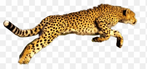Bigcat Cheetah Jump Long Tail Spot Cool Animal Photogra - Imagens De Uma Chita Emoji,Cheetah Emoji