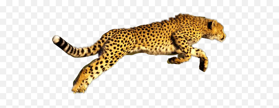 Bigcat Cheetah Jump Long Tail Spot Cool Animal Photogra - Imagens De Uma Chita Emoji,Cheetah Emoji