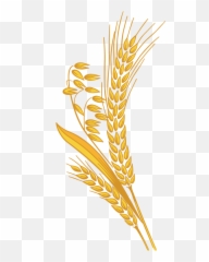 Library Of Shock Of Wheat Graphic Library With Transparent - Transparent Wheat Clipart Png Emoji,Wheat Emoji