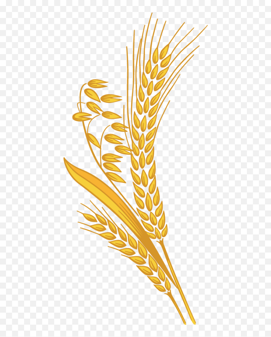 Library Of Shock Of Wheat Graphic Library With Transparent - Transparent Wheat Clipart Png Emoji,Wheat Emoji