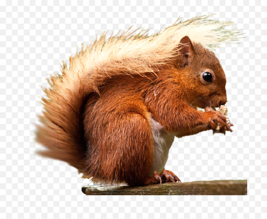 Red Squirrel Png U0026 Free Red Squirrelpng Transparent Images - Fox Squirrel Transparent Background Emoji,Squirrel Emoticon