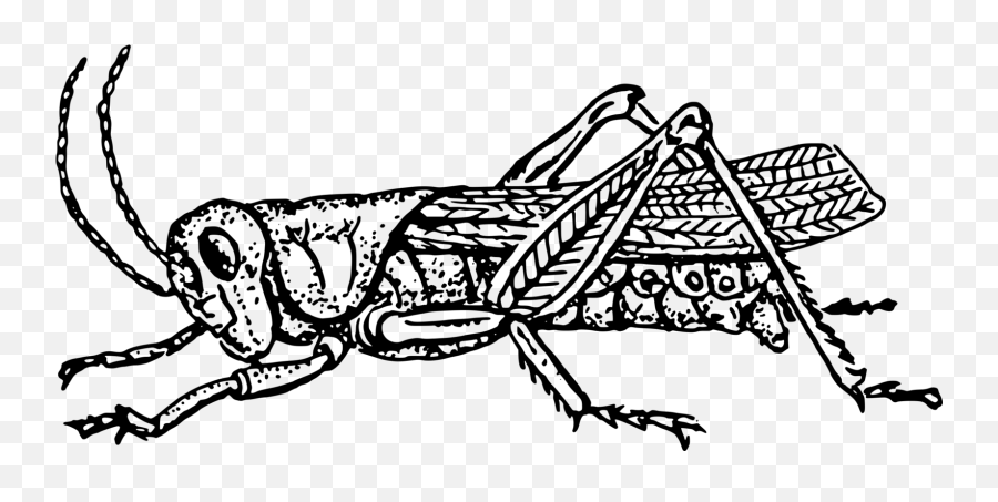 Locust Drawing Flower Transparent Png - Grasshopper Cliparts Black And White Emoji,Cricket Insect Emoji