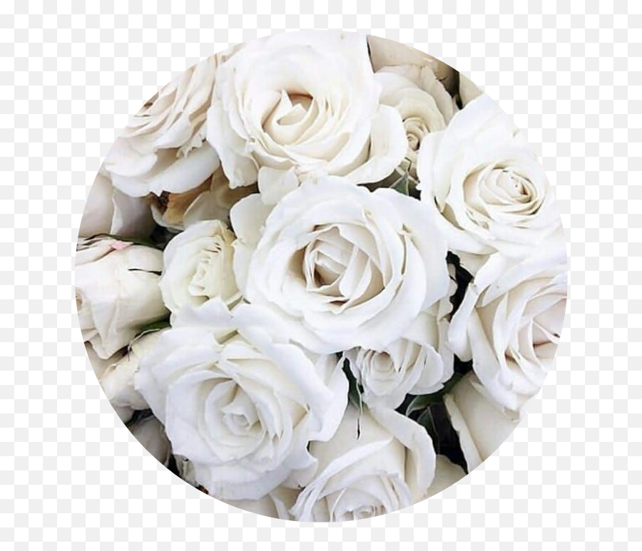 Circle Aesthetic White Rose Roses - Flower White Aesthetic Emoji,White Rose Emoji