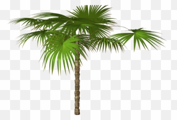 Palm Tree Transparent Background Png - Trees High Resolution Emoji