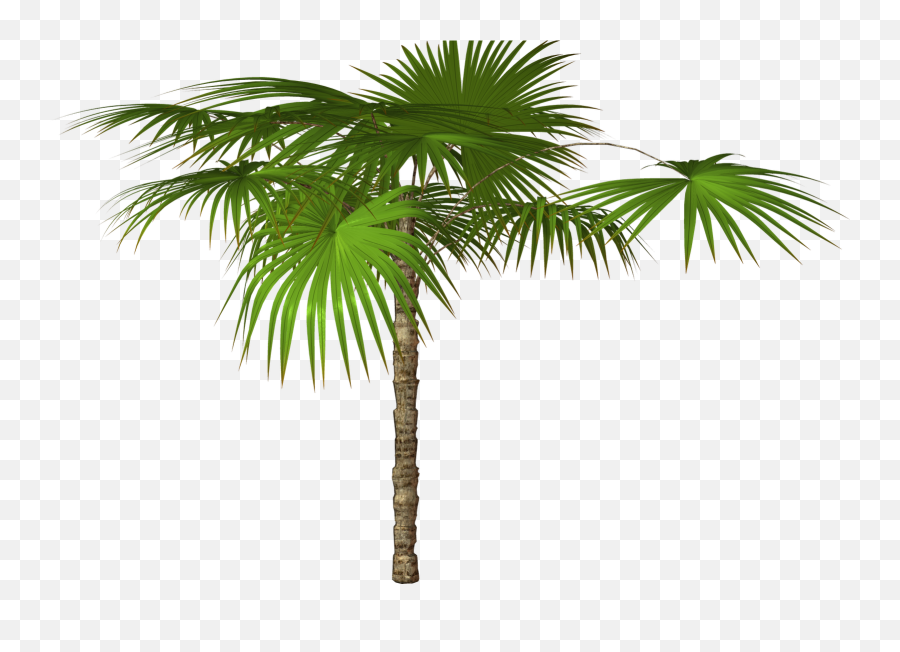 Palm Tree Transparent Background Png - Palm Trees High Resolution Emoji,Palm Tree Emoji Transparent