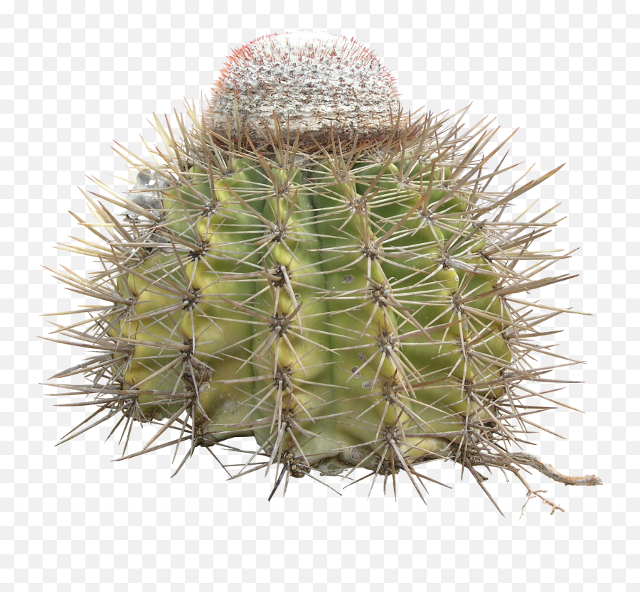 Cactus Transparent Png Cactus Free Picture Download - Free Cactus Thorn Png Emoji,Cactus Emoji
