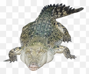 Trending Alligator Stickers - Alligator Transparent Emoji,Alligator Emoji