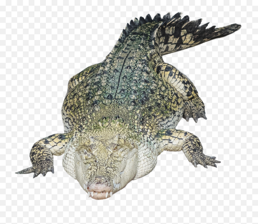 Trending Alligator Stickers - Alligator Transparent Emoji,Alligator Emoji