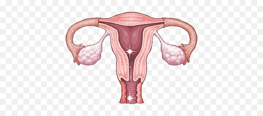 8 Of Your Embarrassing Body Questions Answered With Science - Uterus Fallopian Tubes Ovaries Emoji,Embarrassing Emoji