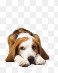 Dog Beagle Freetoedit - Beagle Emoji,Beagle Emoji