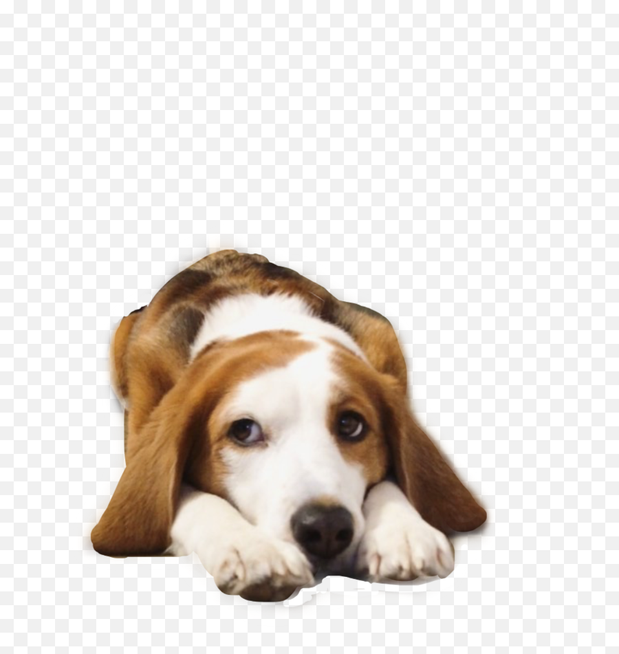 Dog Beagle Freetoedit - Beagle Emoji,Beagle Emoji