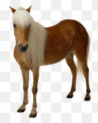 Horse Clipart Transparent Background - Transparent Background Horse Png Emoji,Horse And Muscle Emoji