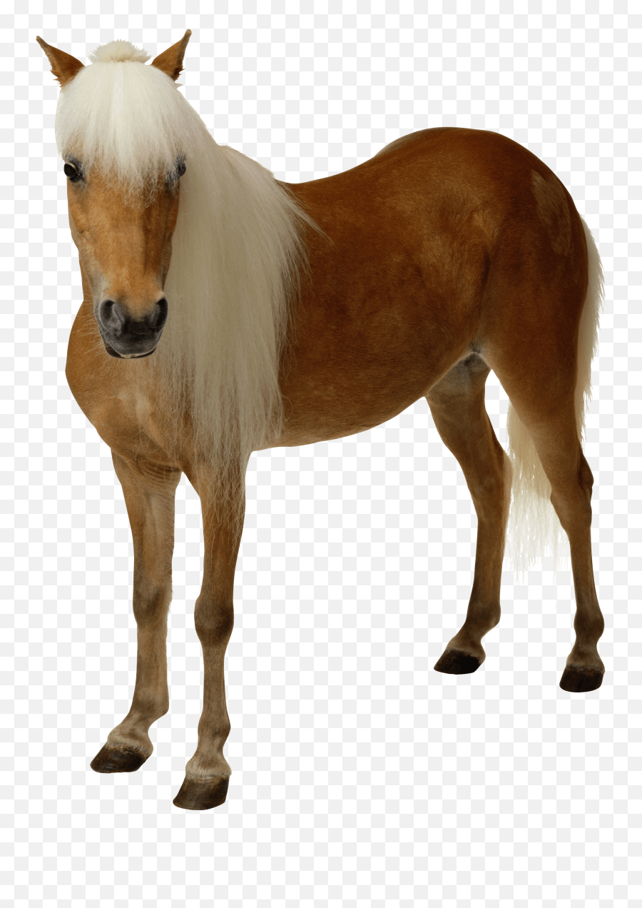 Horse Clipart Transparent Background - Transparent Background Horse Png Emoji,Horse And Muscle Emoji