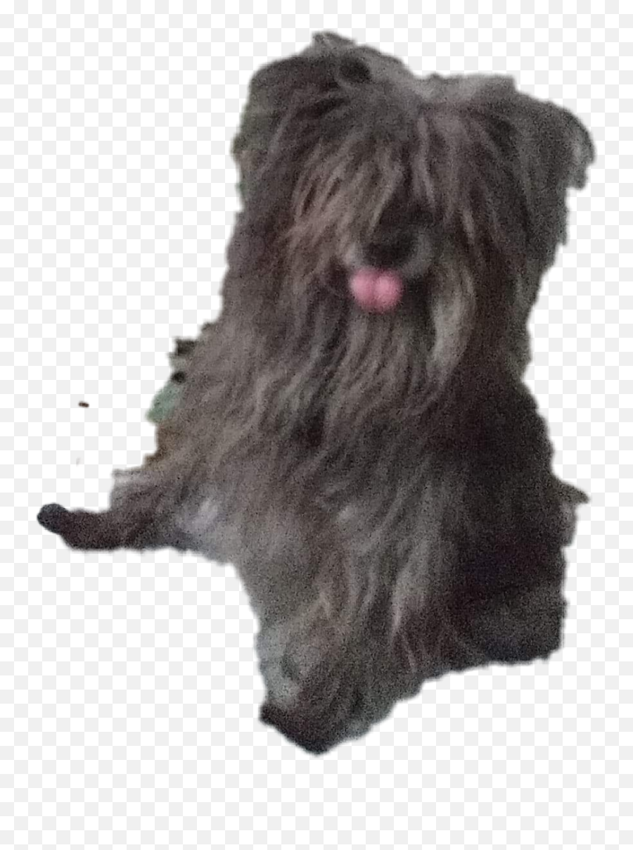 Mydog Toto Cutout Mystickers - Scottish Terrier Emoji,Scottish Terrier Emoji
