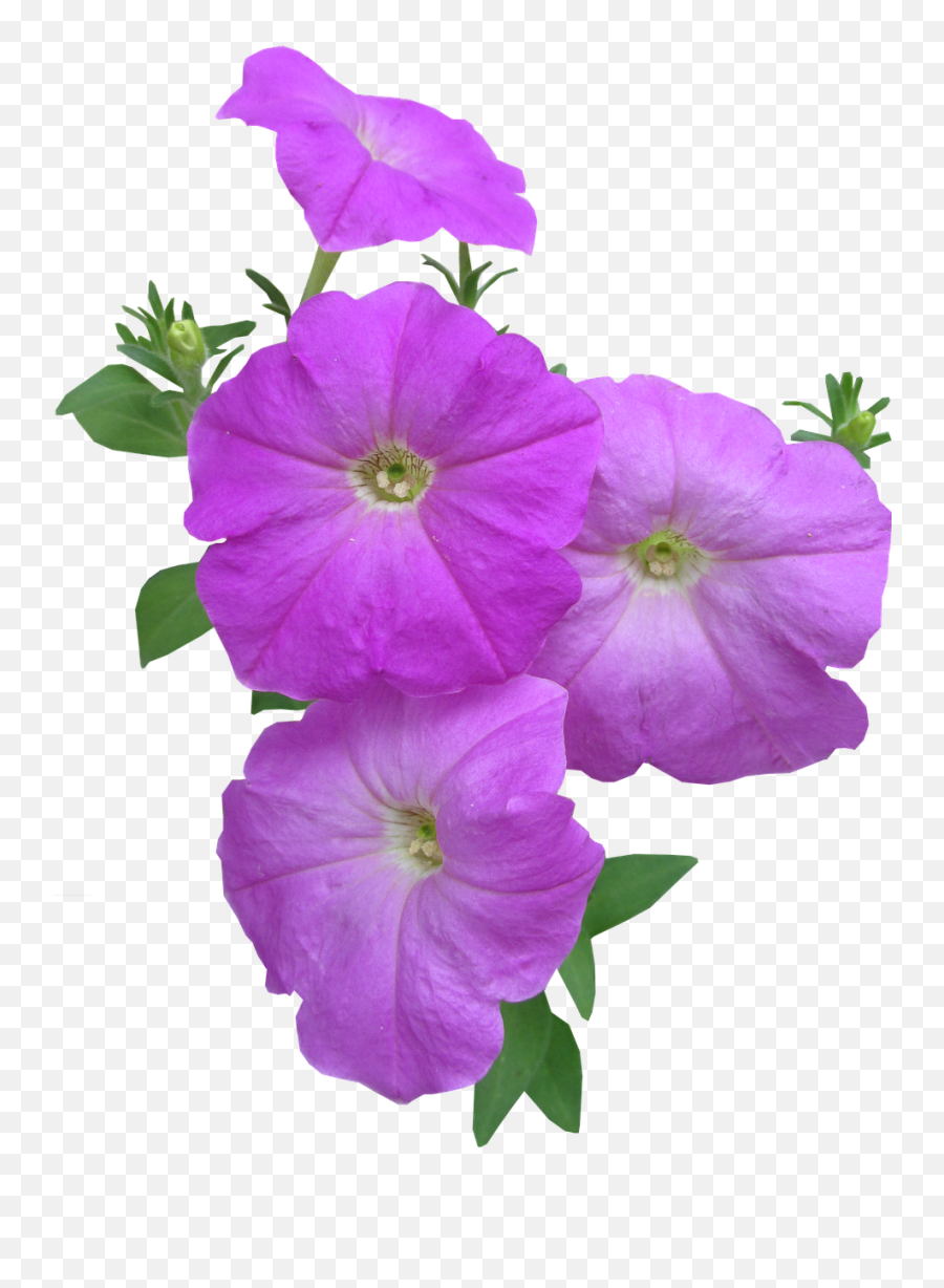Petunia Flowers Summer Blooming Plant - Petunia Plant On Transparent Background Emoji,Hawaiian Flower Emoji