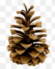 Pine Png And Vectors For Free Download - Pine Cone Transparent Emoji,Pinecone Emoji