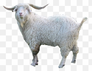 Clipart Goat Angora Goat Clipart Goat Angora Goat - Dmaascus Sheep Emoji,Fainting Emoji