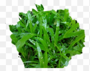 Zacate Fromcostarica Purelife Withpicsart Byliriosbello - Arugula Emoji,Celery Emoji