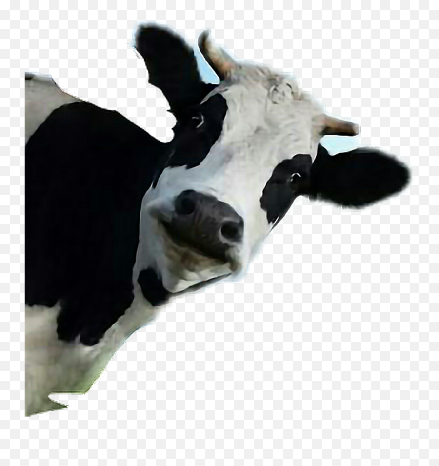 Hd Png Download - Funny Cow Emoji,Cow Emoji Text