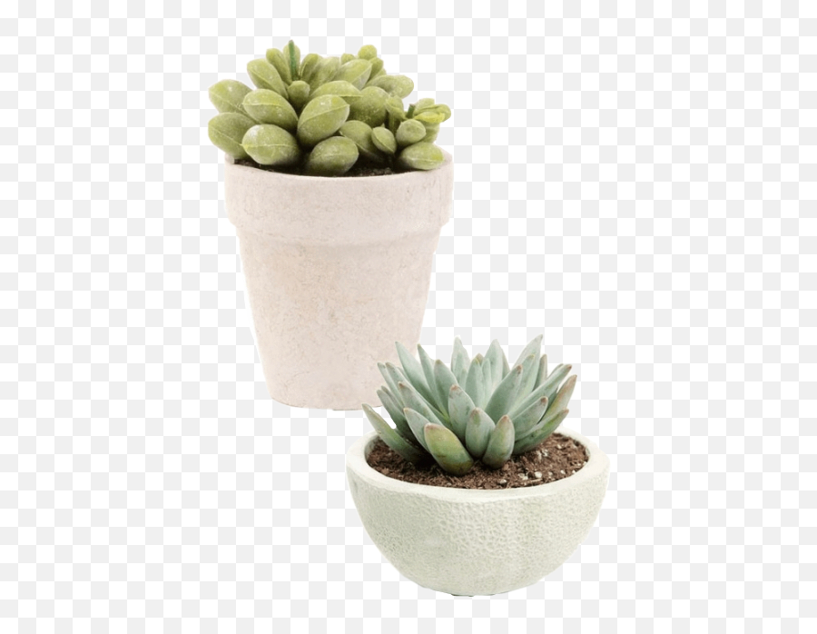 Popular And Trending Succulents Stickers On Picsart - Niche Meme Succulents Emoji,Succulent Emoji