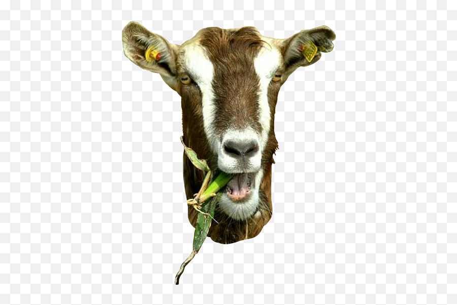 Freetoedit Goat Goathead Funny Farm - Funny Goat Head Emoji,Funny Farm Emoji