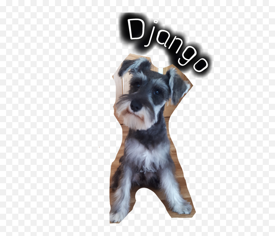 Django Dog Schnauzer - Dog Catches Something Emoji,Schnauzer Emoji