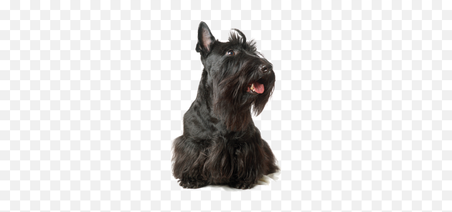 Dog Png And Vectors For Free Download - Standard Schnauzer Emoji,Scottish Terrier Emoji