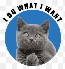 Cool - British Shorthair Emoji,Dancing Cat Emoji
