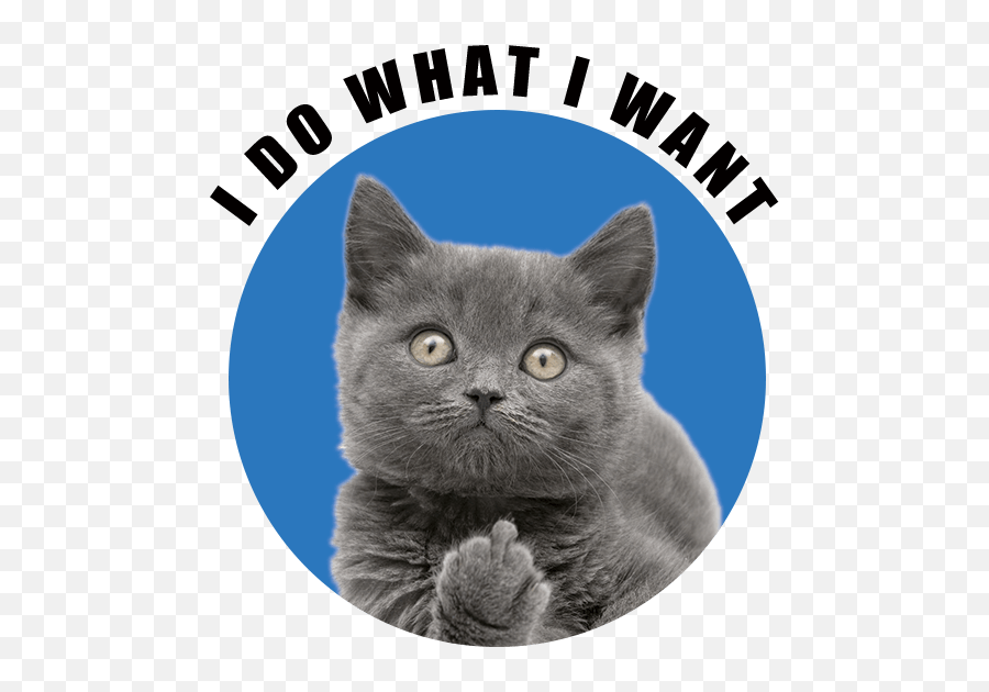 Cool - British Shorthair Emoji,Dancing Cat Emoji