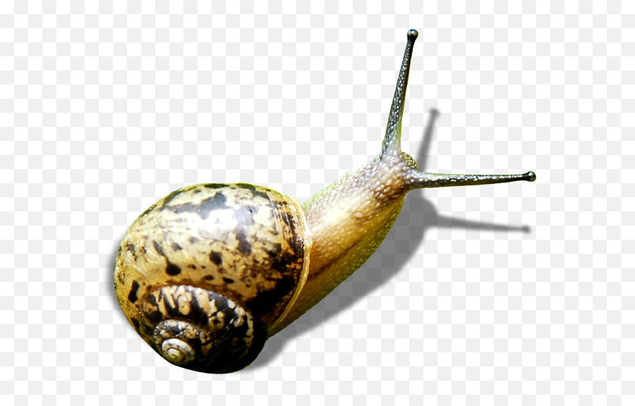 Snail Green - Snails Png Download 10001000 Free Snail Emoji,Snail Emoji