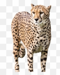 Cheetah Cheetahs Stickers Sticker - Cheetah Png Emoji,Cheetah Emoji