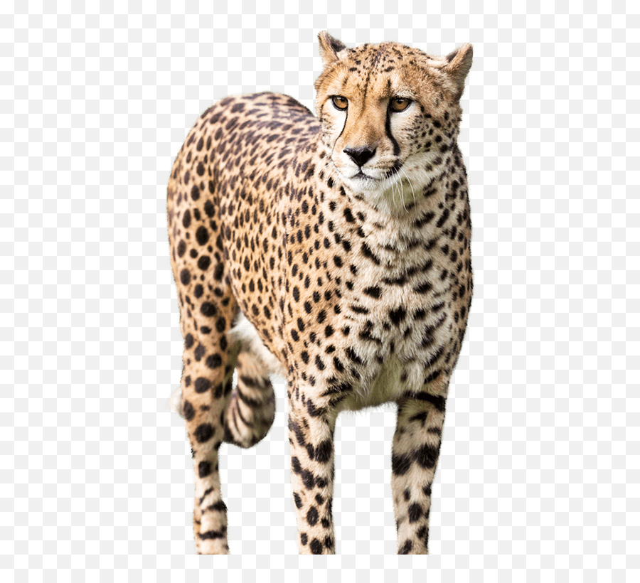 Cheetah Cheetahs Stickers Sticker - Cheetah Png Emoji,Cheetah Emoji
