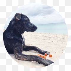 The Story Of - Longdog Emoji,Guess The Emoji Dog And Bone