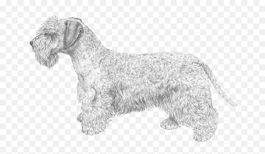 Cesky Terrier - Standard Schnauzer Emoji,Scottish Terrier Emoji