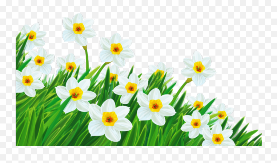 Flower Colorful Nature Jonquil Daffodil - Transparent Background Spring Flowers Clipart Emoji,Daffodil Emoji
