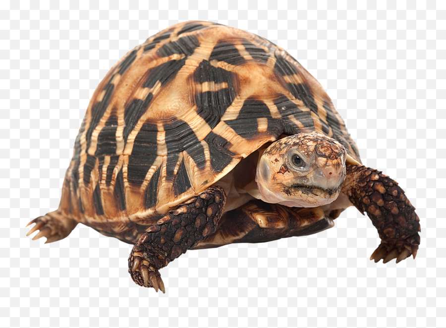 Indian Star Tortoise - Indian Star Tortoise Emoji,Turtle Emoji Pillow