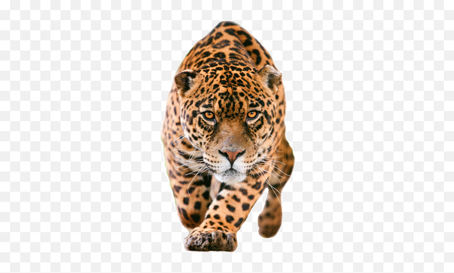 Leopard Png - Jaguar Png Emoji,Skull Emoji Transparent