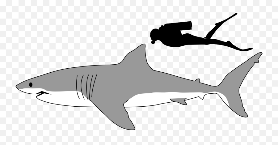 Mother Clipart Shark Mother Shark - Great White Shark Size To Human Emoji,Shark Fin Emoji