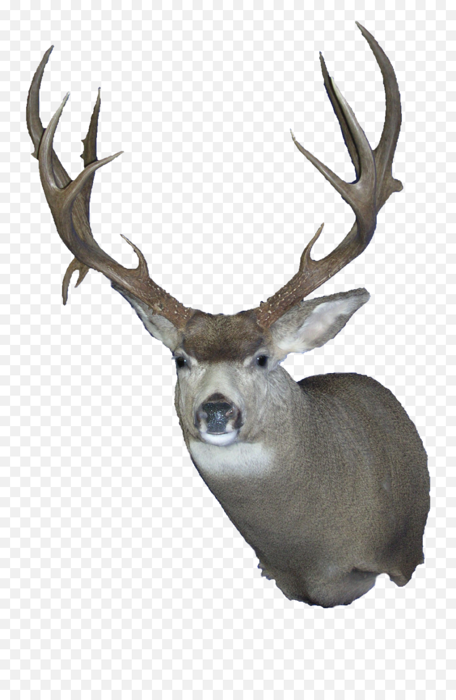 Elk White - Tailed Deer Trophy Hunting Reindeer Russ Png Deer Emoji,Deer Hunting Emoji