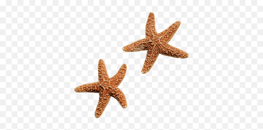 Starfish Ocean Beach Sea Ftestickers - Pulpo Y Una Estrella De Mar Emoji,Starfish Emoji