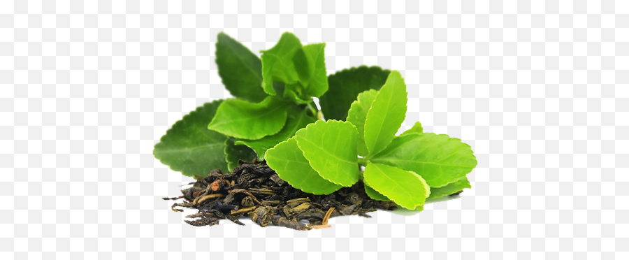 Green Tea Transparent Image - Green Tea Leaf Png Emoji,Green Tea Emoji