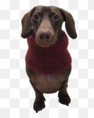 For The Dog - Dachshund Emoji,Guess The Emoji Dog And Bone