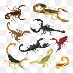 Scorpions - Scorpion Emoji,Scorpion Emoji