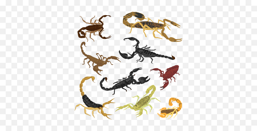 Scorpions - Scorpion Emoji,Scorpion Emoji
